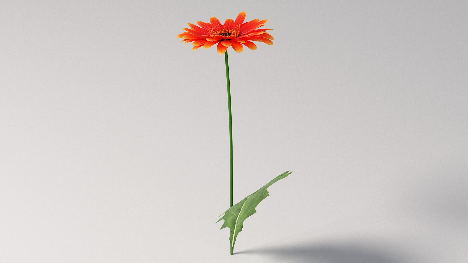 3D realistic gerbera flower https://p.turbosquid.com/ts-thumb/Jm/rkkiZm/kj/flower_gerbera_06/jpg/1773393778/1920x1080/fit_q87/4afebeed635f24520c542c6f1cc3d7b91f555a2c/flower_gerbera_06.jpg