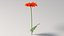 リアルなガーベラの花