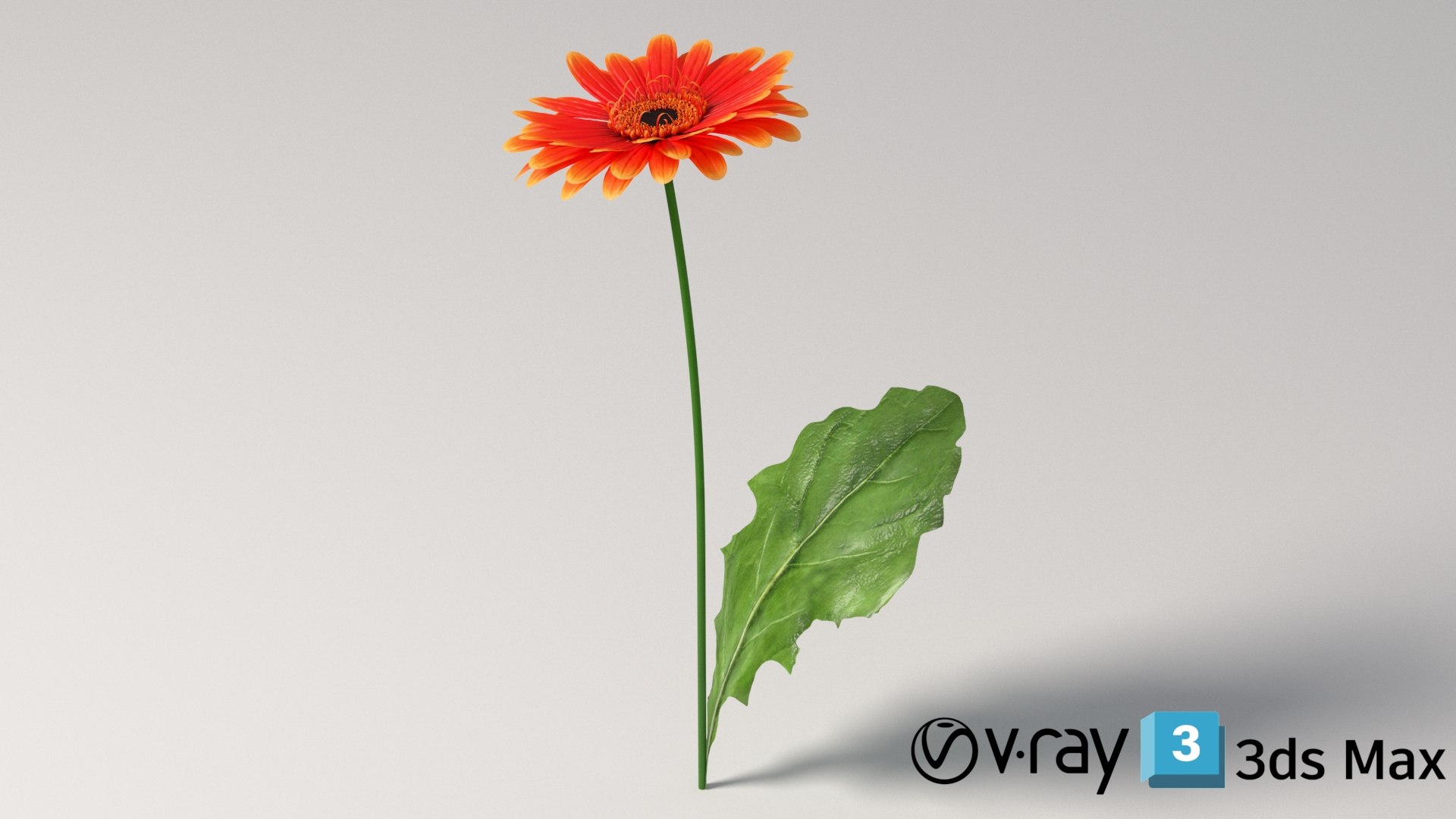 3D realistic gerbera flower https://p.turbosquid.com/ts-thumb/Jm/rkkiZm/my/flower_gerbera_conv_06_max_vray/jpg/1773393796/1920x1080/fit_q87/011c62e270e2a593e3d0920a8bec5aee8b81d0ba/flower_gerbera_conv_06_max_vray.jpg