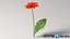 リアルなガーベラの花