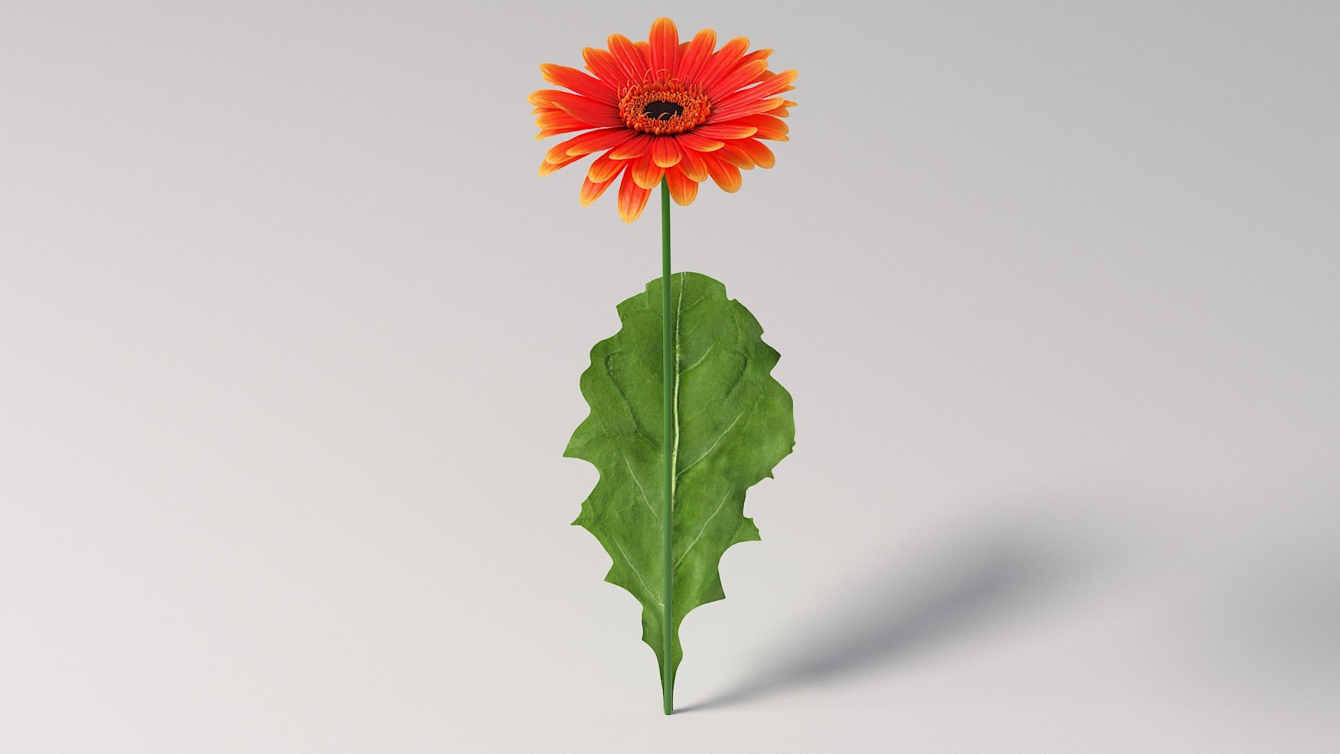 3D realistic gerbera flower https://p.turbosquid.com/ts-thumb/Jm/rkkiZm/r3/flower_gerbera_03/jpg/1773393774/1920x1080/fit_q87/6353218afcb60dcce46f0ef0c6c9ba82a1032fc8/flower_gerbera_03.jpg