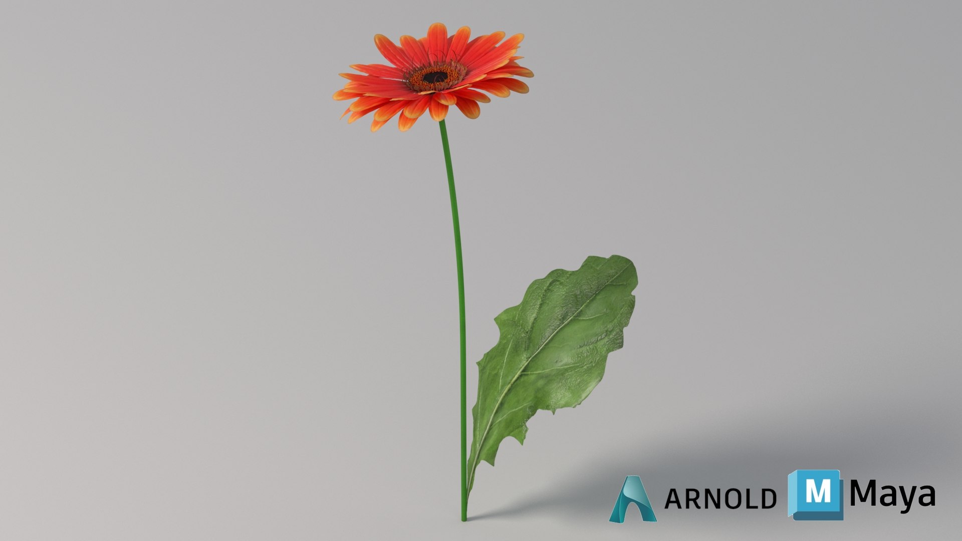 3D realistic gerbera flower https://p.turbosquid.com/ts-thumb/Jm/rkkiZm/wf/flower_gerbera_conv_07_maya_arnold/jpg/1773393798/1920x1080/fit_q87/5586d168e0cd0924bb5cd171d1e651a6a695d43f/flower_gerbera_conv_07_maya_arnold.jpg