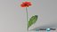 リアルなガーベラの花