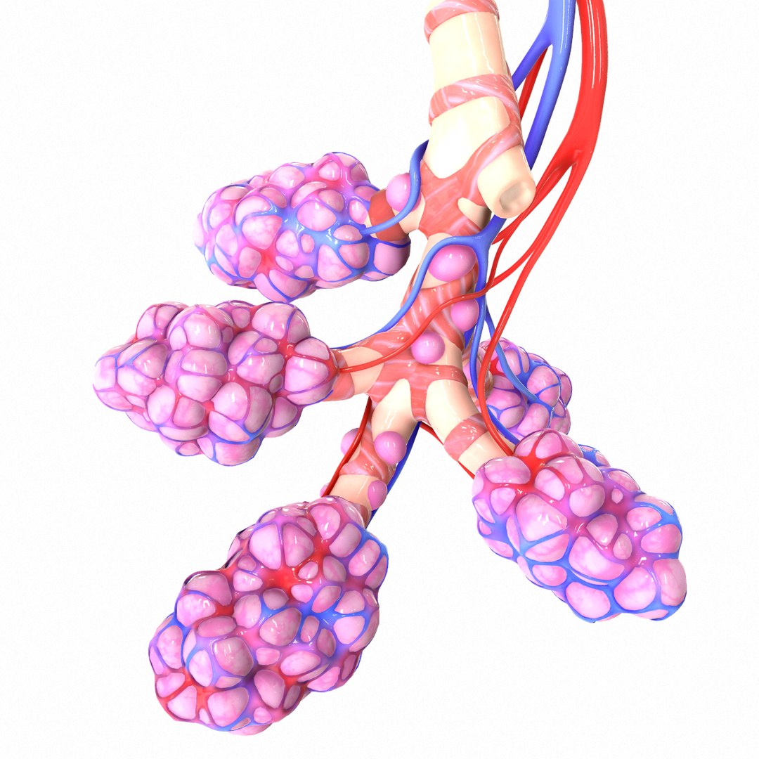 3D realistic human bronchi alveoli model - TurboSquid 1555843