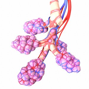Realistic Human Bronchi Alveoli Anatomy