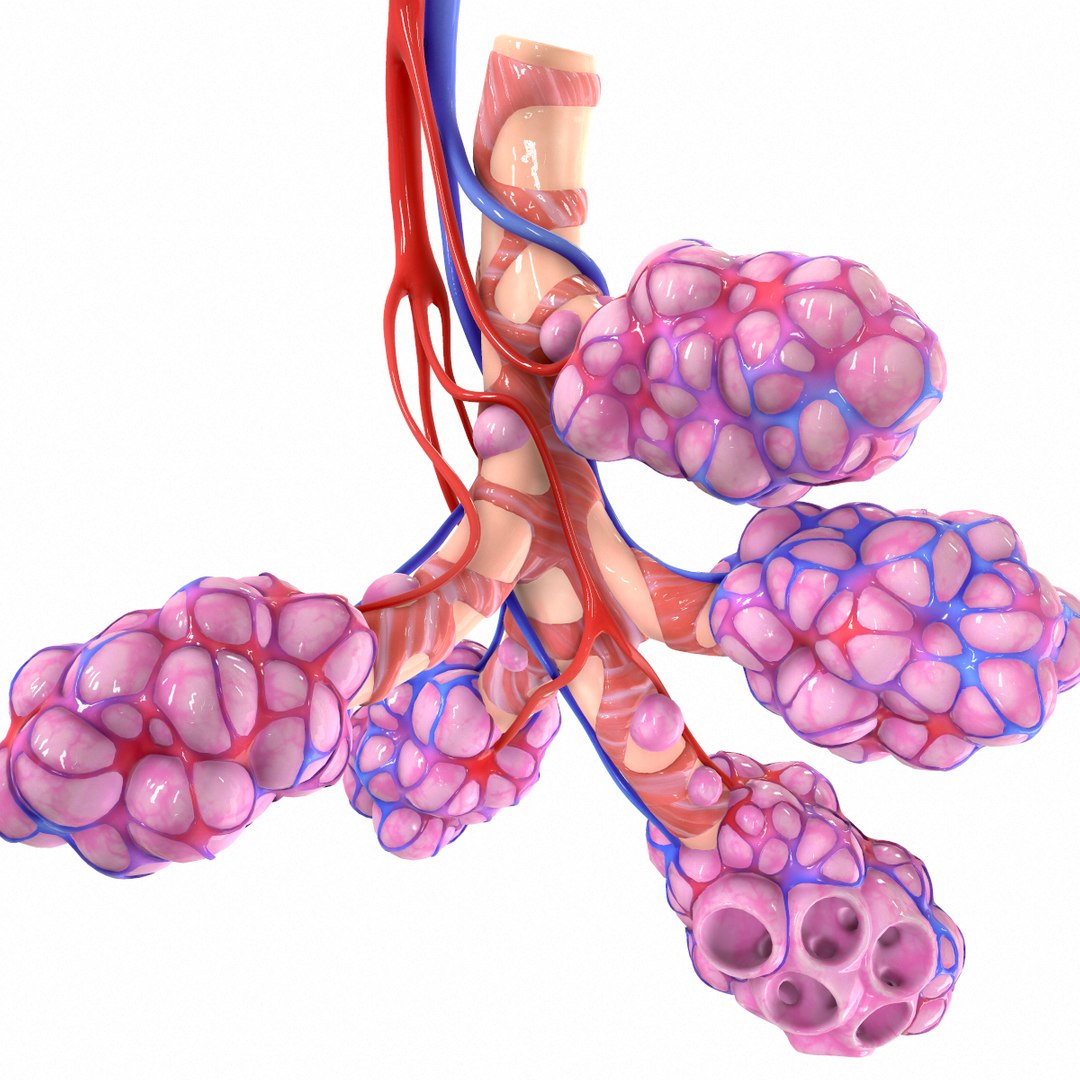 3D realistic human bronchi alveoli model - TurboSquid 1555843