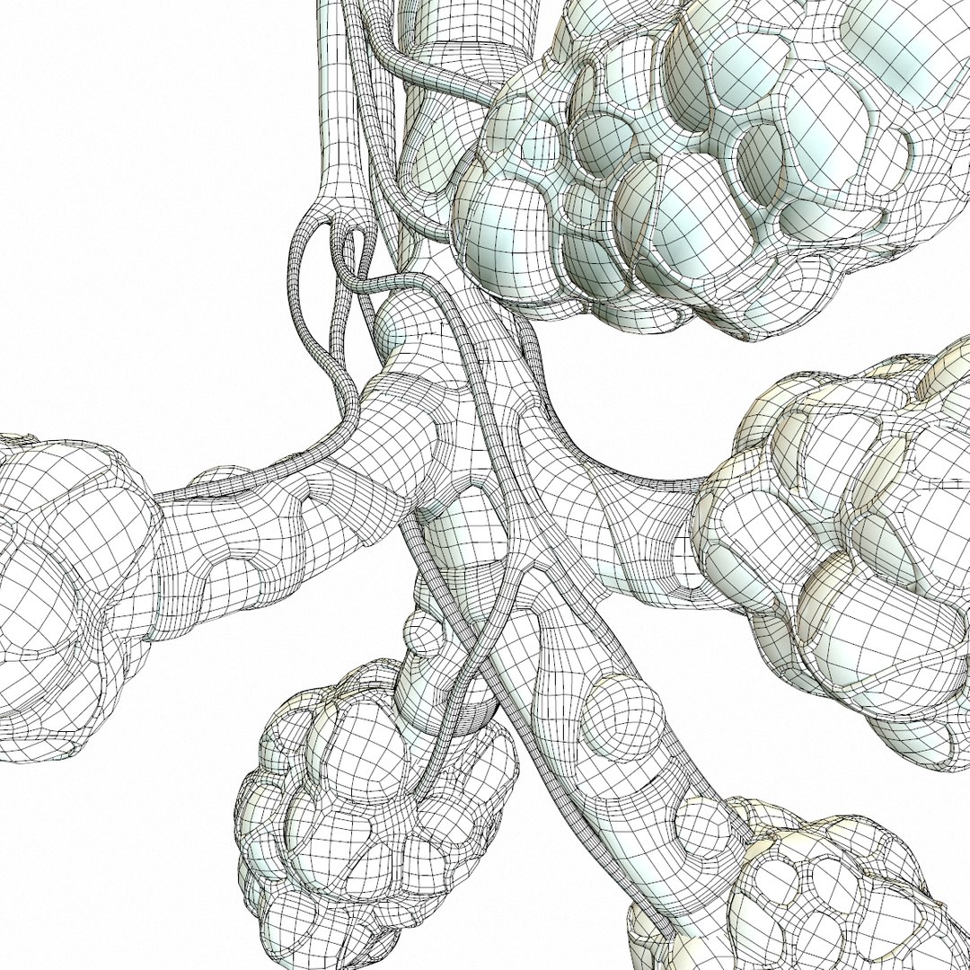 3D Realistic Human Bronchi Alveoli Model - TurboSquid 1555843