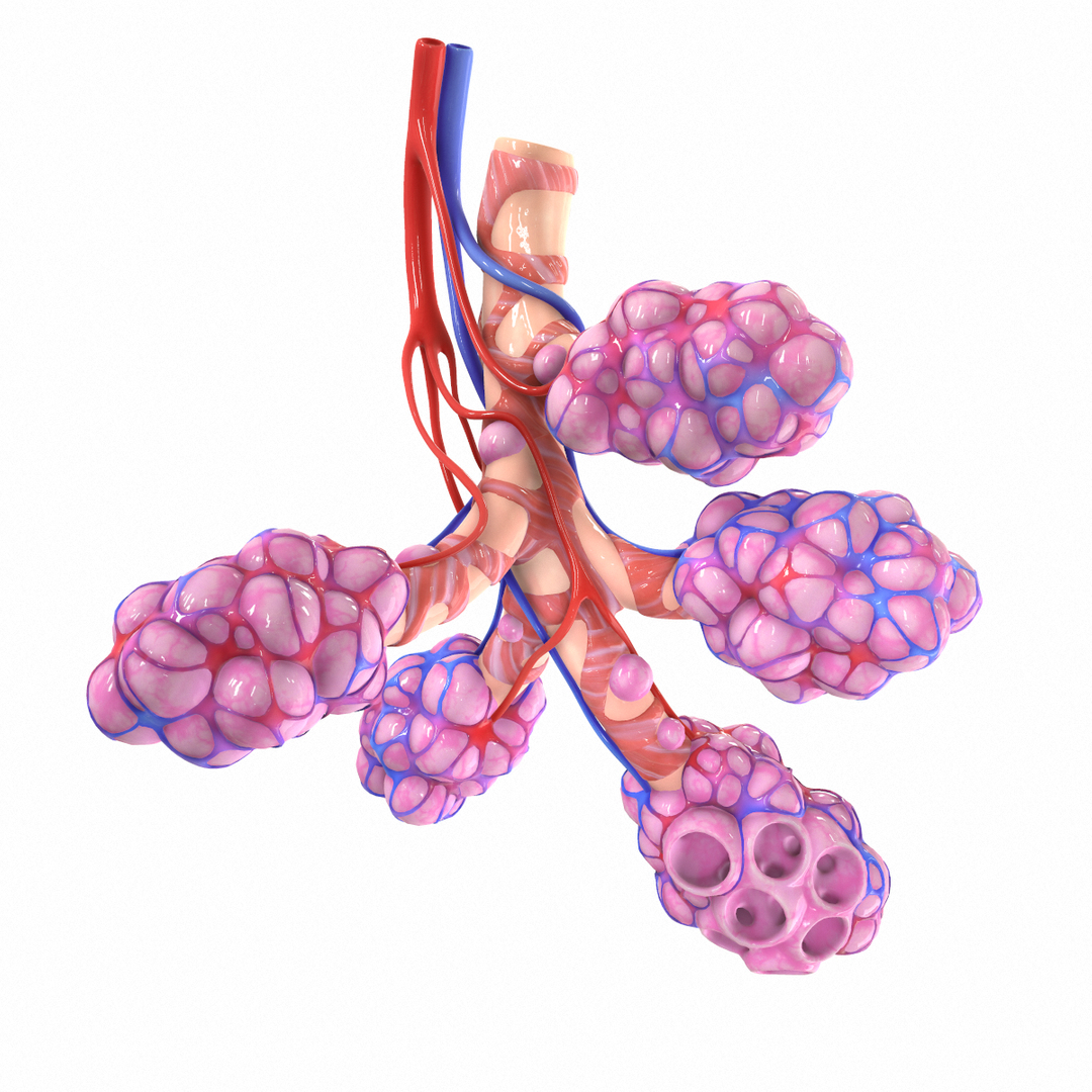 3D Realistic Human Bronchi Alveoli Model - TurboSquid 1555843