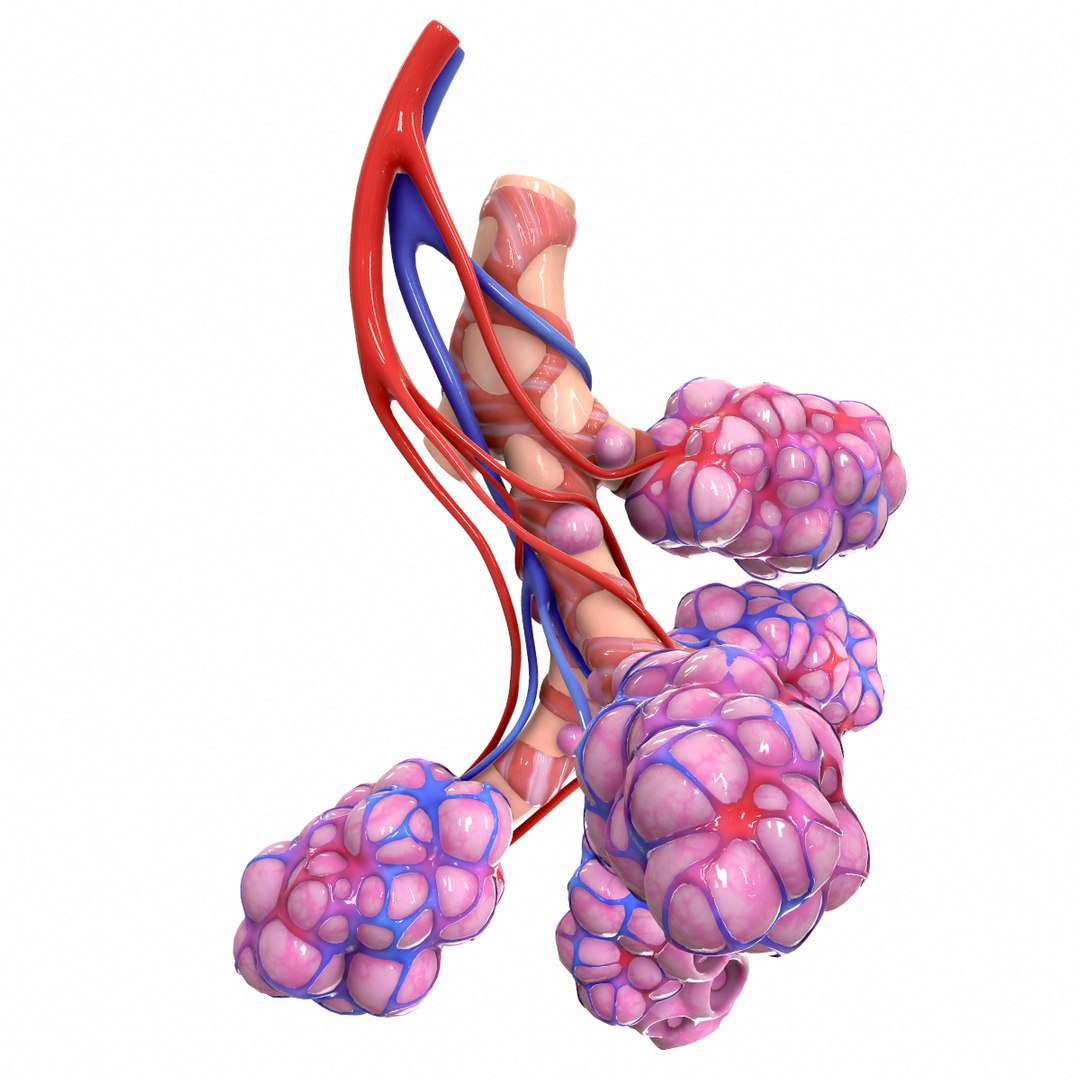 3D Realistic Human Bronchi Alveoli Model - TurboSquid 1555843