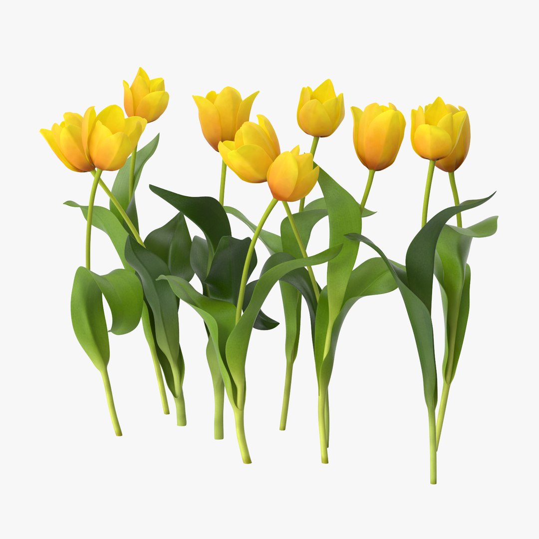 yellow floral set 01 3D model https://p.turbosquid.com/ts-thumb/Jm/vxb1kO/QnBBVfTi/tulips_version_04_yellow_002_thumbnail_square0000/jpg/1568983444/1920x1080/fit_q87/692441885599e59770cab41ea9a0ff21faf4d324/tulips_version_04_yellow_002_thumbnail_square0000.jpg