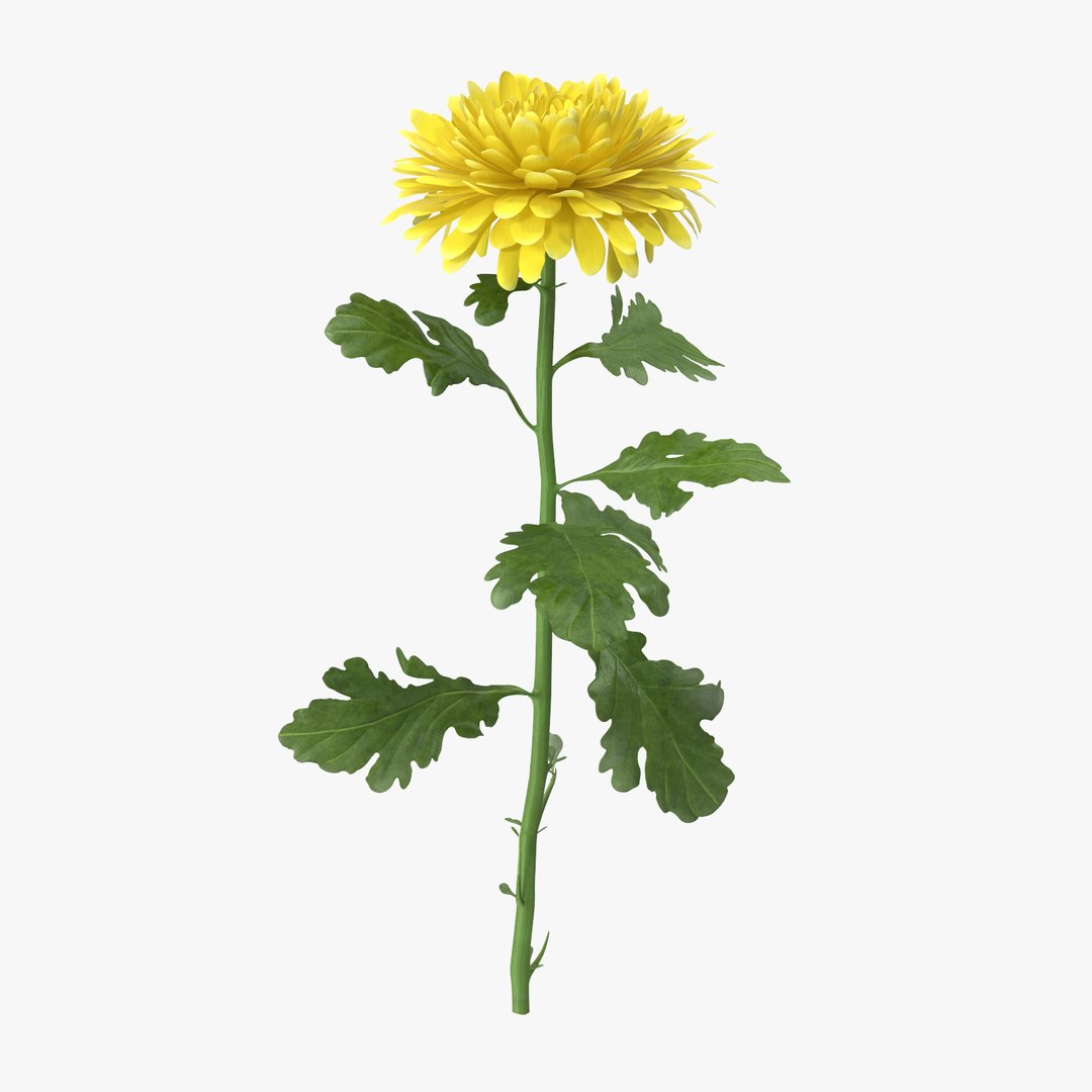yellow floral set 01 3D model https://p.turbosquid.com/ts-thumb/Jm/vxb1kO/TP17xVCc/chrysanthemum_yellow_standing_001_thumbnail_square0000/jpg/1568984129/1920x1080/fit_q87/bdcbb8961995d48e241826211700f1fa629f1228/chrysanthemum_yellow_standing_001_thumbnail_square0000.jpg