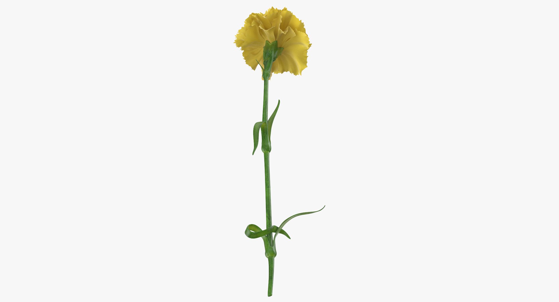 yellow floral set 01 3D model https://p.turbosquid.com/ts-thumb/Jm/vxb1kO/hFOmoEUx/carnation_yellow_thumbnail_0007/jpg/1568982211/1920x1080/fit_q87/71449a34cb540b23c49746e2872f85974ec7b3d6/carnation_yellow_thumbnail_0007.jpg