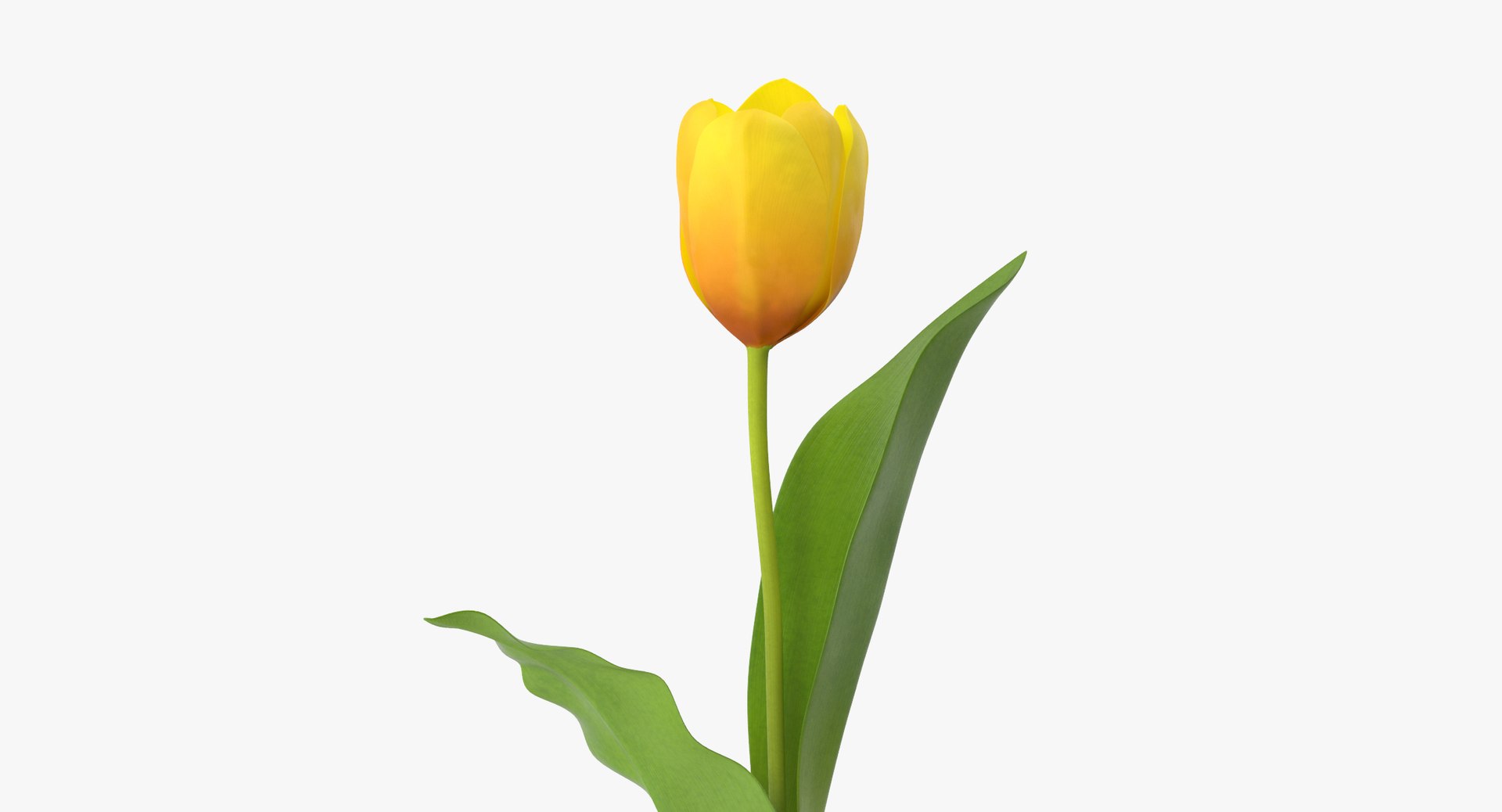 yellow floral set 01 3D model https://p.turbosquid.com/ts-thumb/Jm/vxb1kO/jxNxsi4B/tulip_version_01_yellow_002_thumbnail_0006/jpg/1568982352/1920x1080/fit_q87/a73d3a427dd23f5265100c1aedd92433babc3164/tulip_version_01_yellow_002_thumbnail_0006.jpg