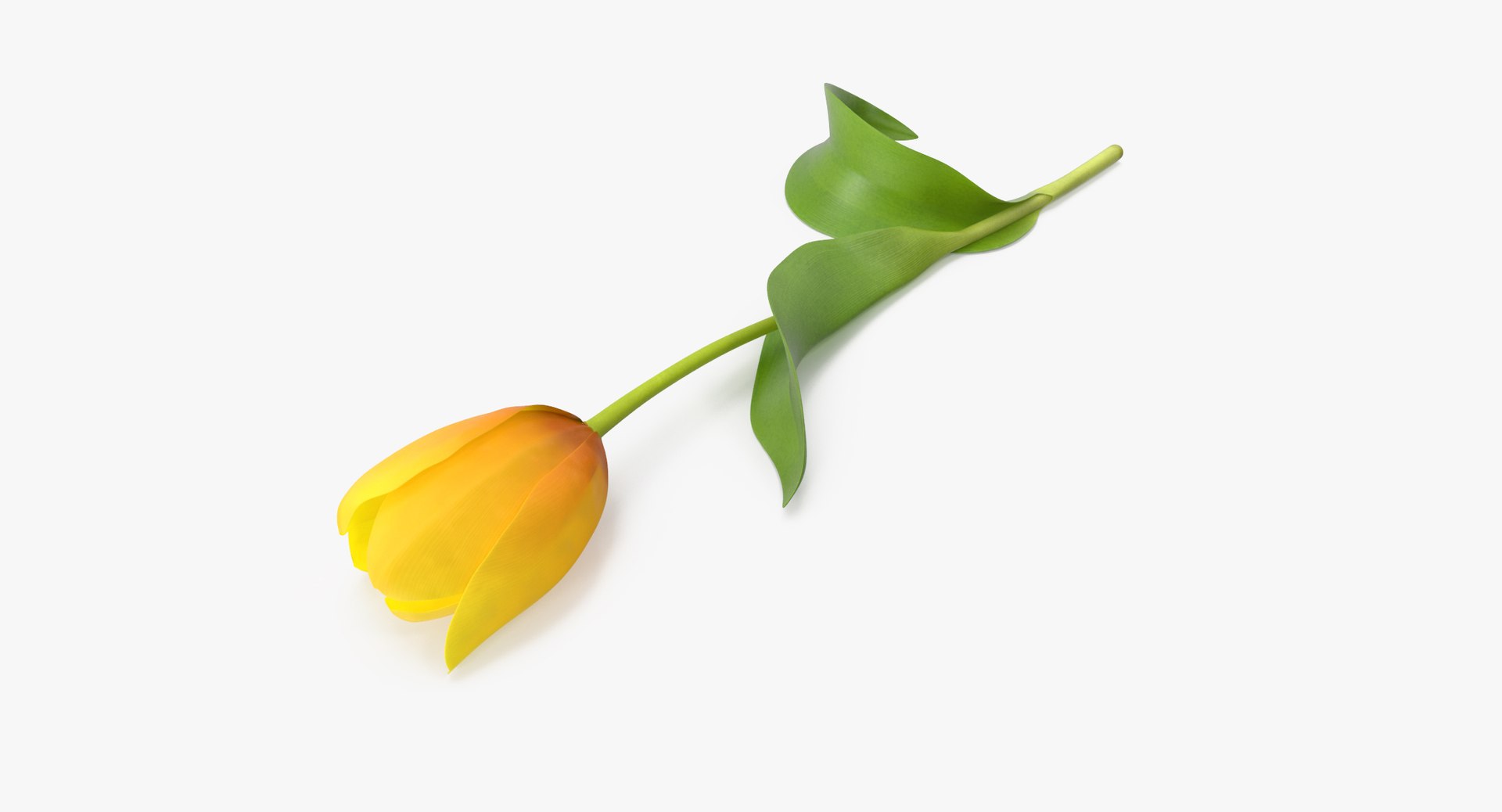 yellow floral set 01 3D model https://p.turbosquid.com/ts-thumb/Jm/vxb1kO/vfbwRex0/tulip_version_02_yellow_002_thumbnail_0003/jpg/1568982765/1920x1080/fit_q87/a4edc1da8c13cff30f03ab3b941f6500d3759ef3/tulip_version_02_yellow_002_thumbnail_0003.jpg