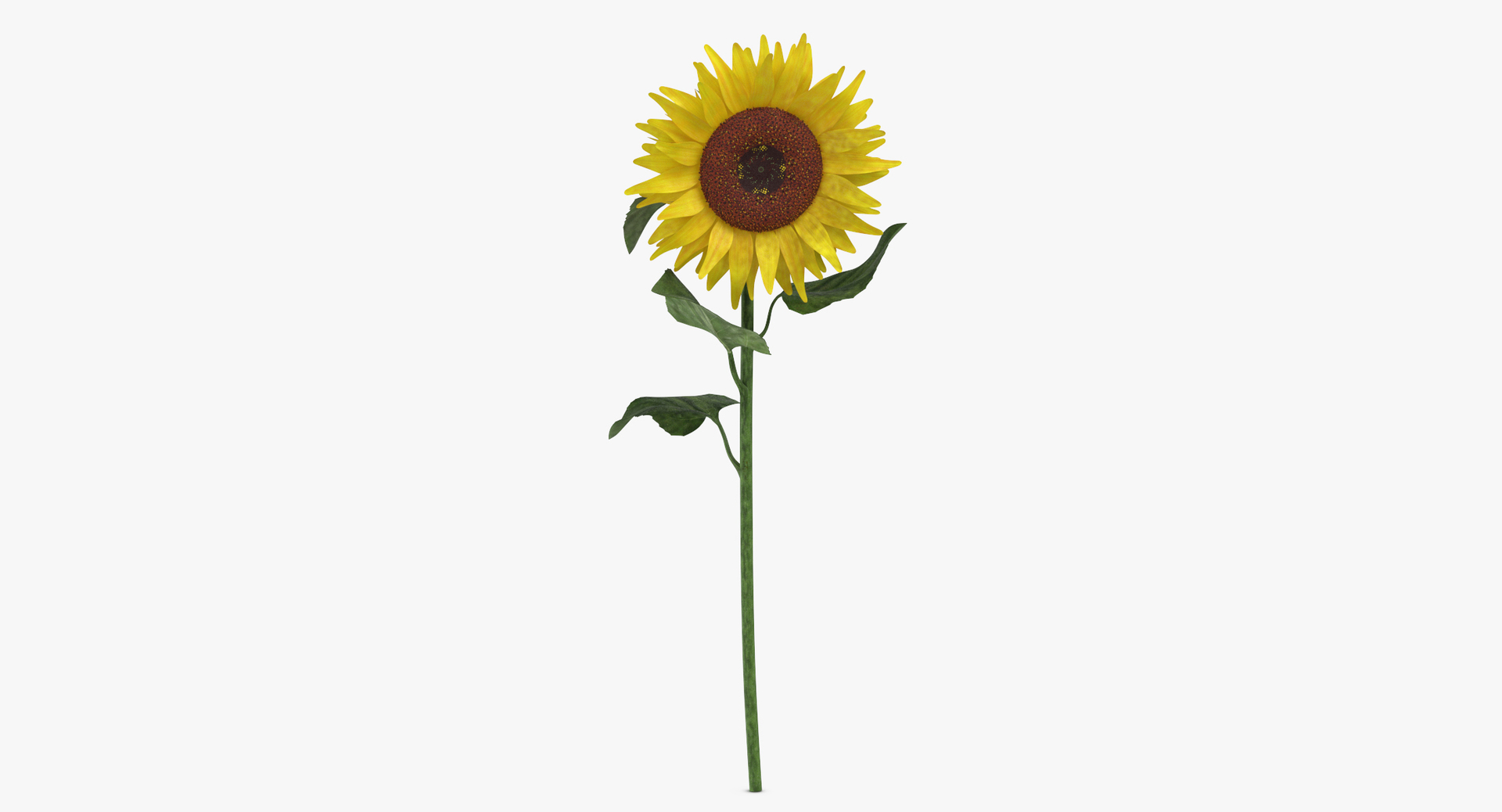 yellow floral set 01 3D model https://p.turbosquid.com/ts-thumb/Jm/vxb1kO/xNh2UQb1/0000/jpg/1564586479/1920x1080/turn_fit_q99/8eb2511b36c86337dd3f6406306cd9bdc651eb94/0000-1.jpg