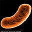 Bacilo Bacteria