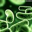 Bacilo Bacteria