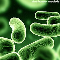 Bacillus Bacterium