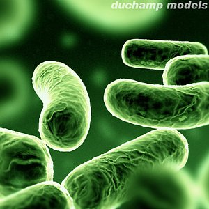 Bacillus Bacterium