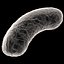 Bacilo Bacteria
