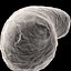 Bacilo Bacteria