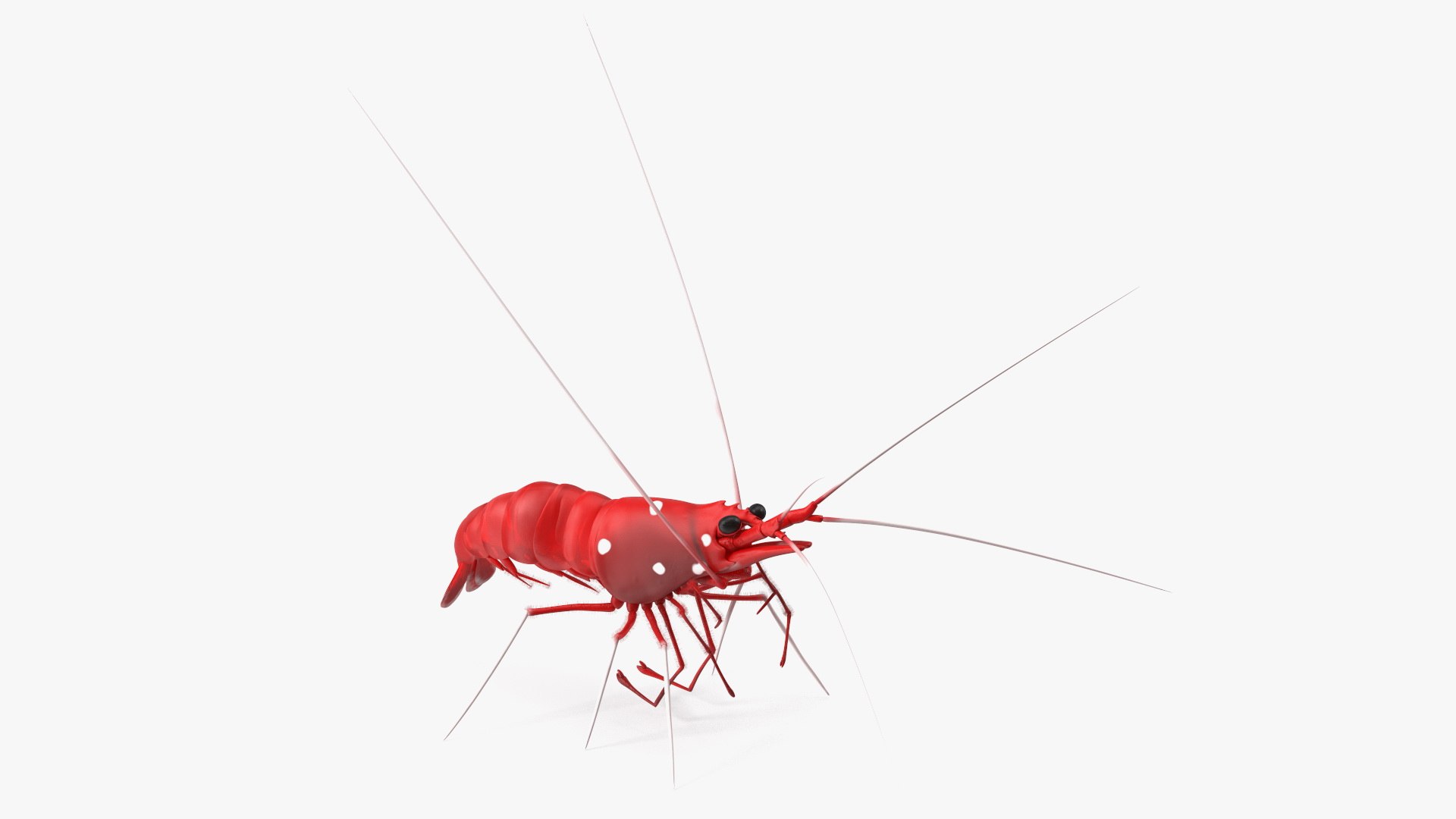 Scarlet Skunk Cleaner Shrimp Fur 3D model preview