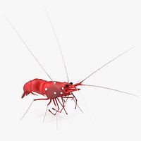 Scarlet Skunk Cleaner Shrimp Fur