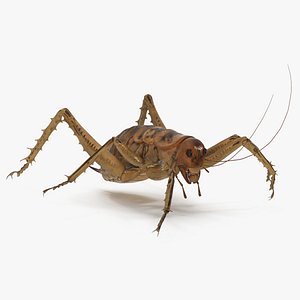 Giant Weta Rigged