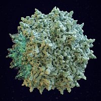 Adeno-Associated Virus (scientifically accurate 3D structure)