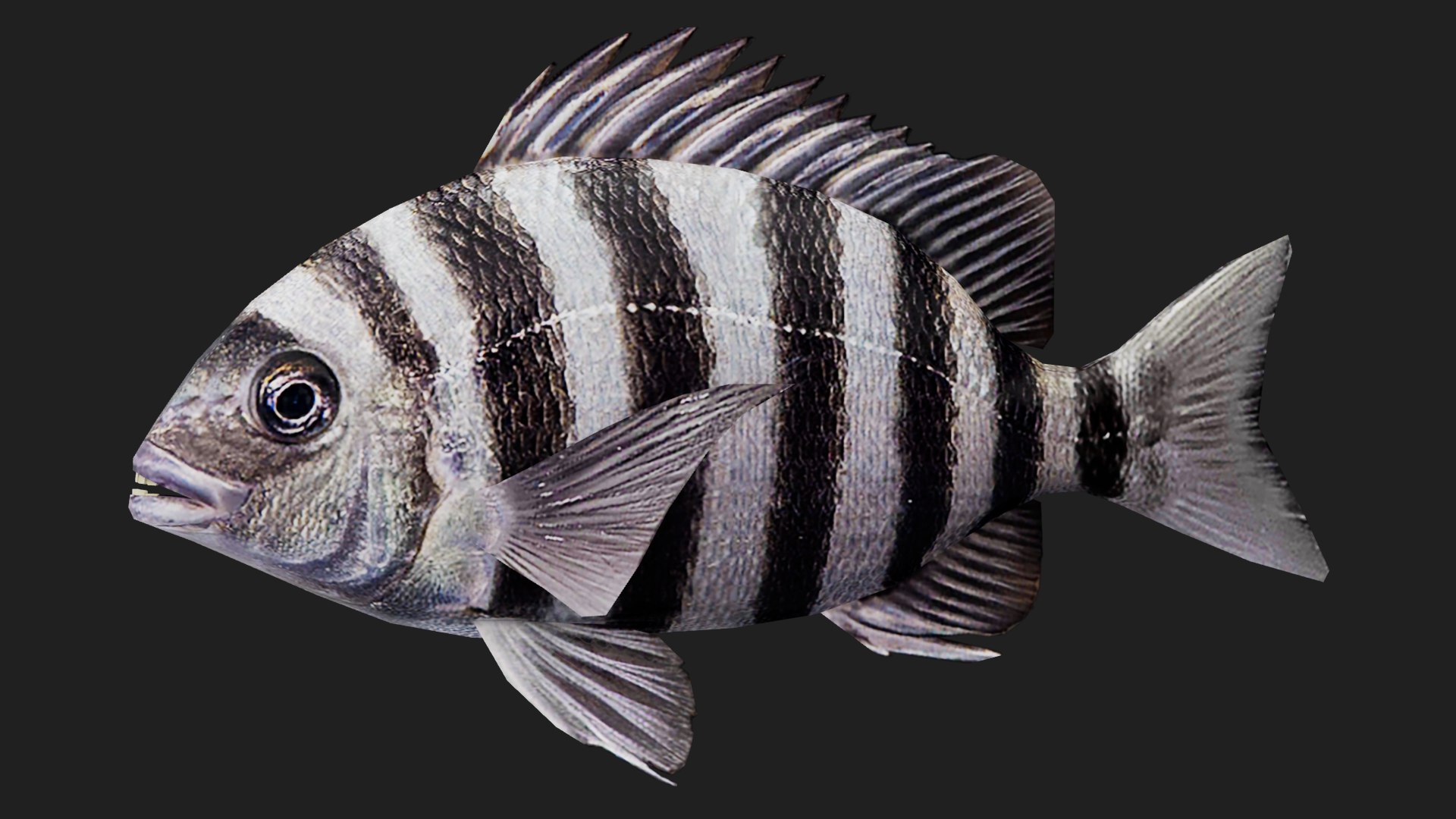 Snapper 3D - TurboSquid 2119704