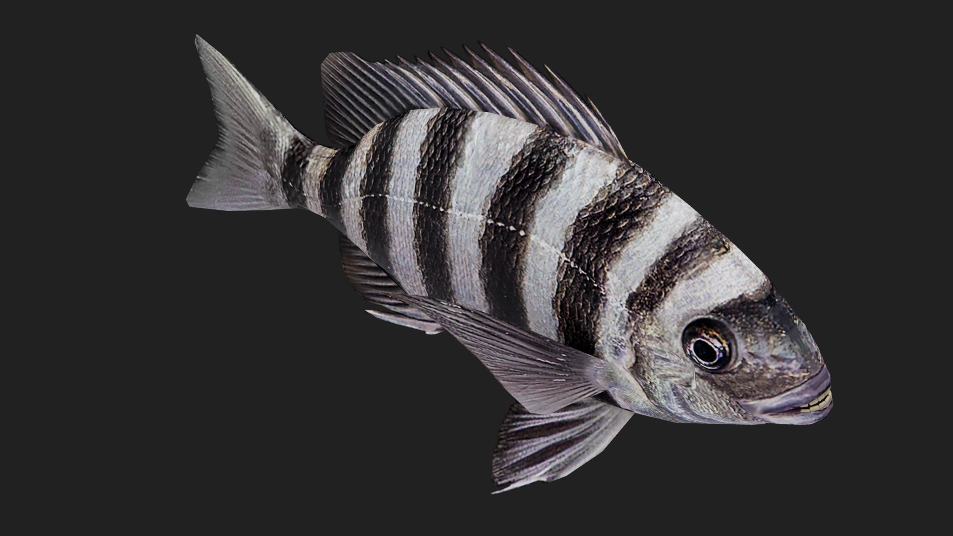 Snapper 3D - TurboSquid 2119704