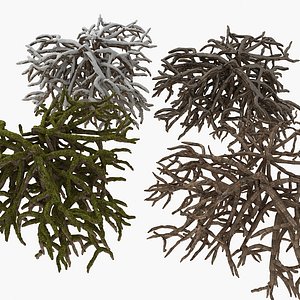 Roots Snow Snowy mud dirt dirty moss plant green old