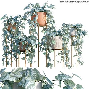 Scindapsus pictus - Satin Pothos