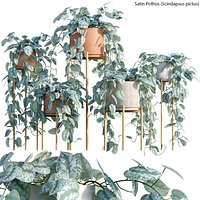 Scindapsus pictus - Satin Pothos