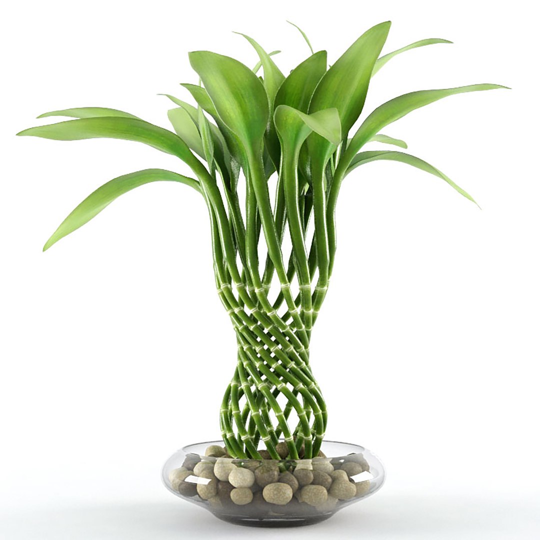 Dracaena Sanderiana 3D Model TurboSquid 1222977   Preview01 