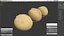Peeled Macadamia Nuts