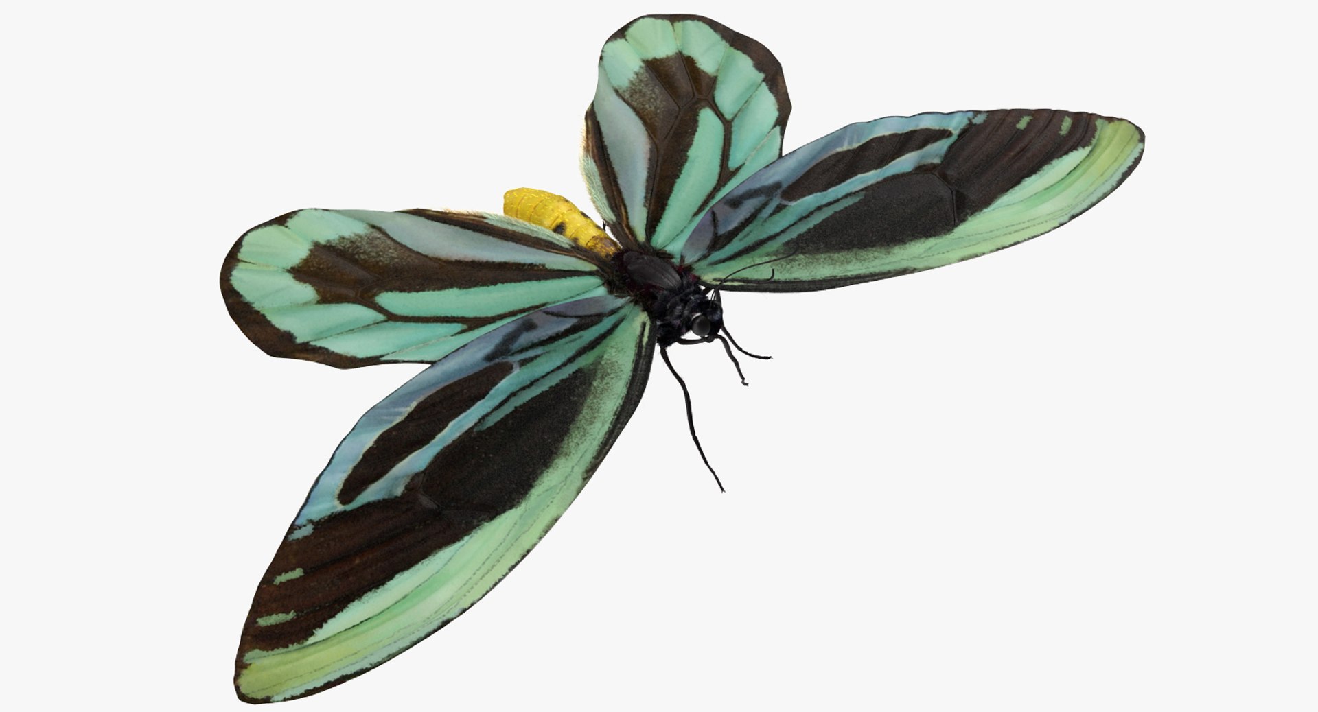 Ornithoptera Alexandrae Butterfly with Fur 3D Model 3D model preview