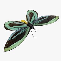 Ornithoptera Alexandrae Butterfly with Fur 3D Model