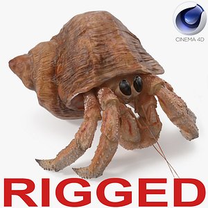 3D hermit crab rigged