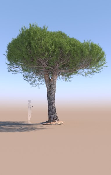 stone pine pinus pinea model