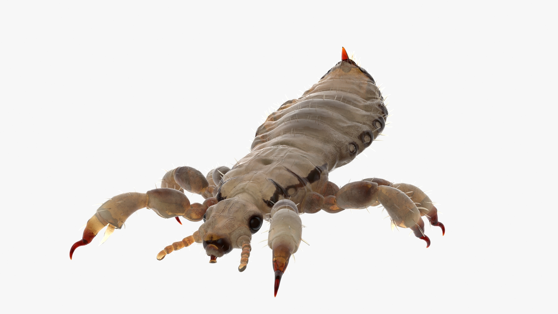 Parasitic Insect Louse White Eating Pose Model - TurboSquid 2284173