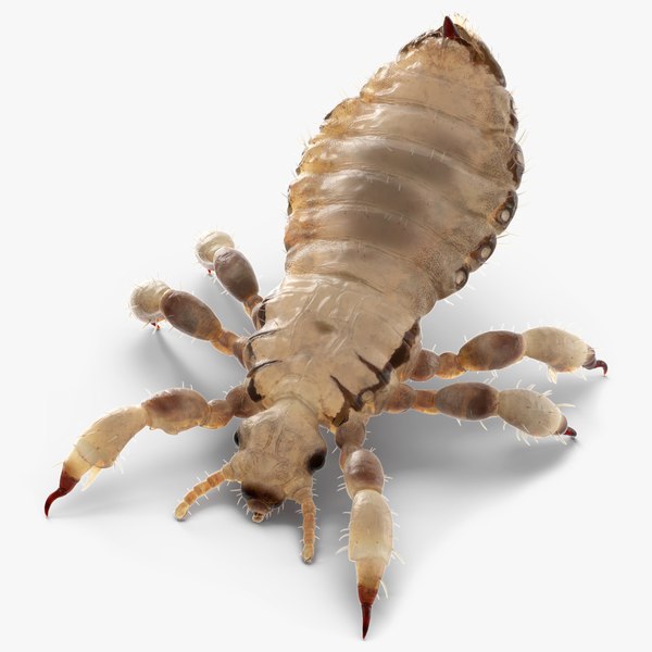 modelo 3d Insecto parásito Piojo blanco en pose de comer - TurboSquid ...