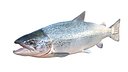 Salmon fish