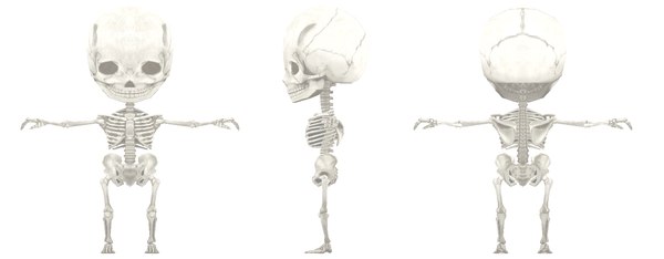 modelo 3d Base humana y esqueleto humana - TurboSquid 1347379