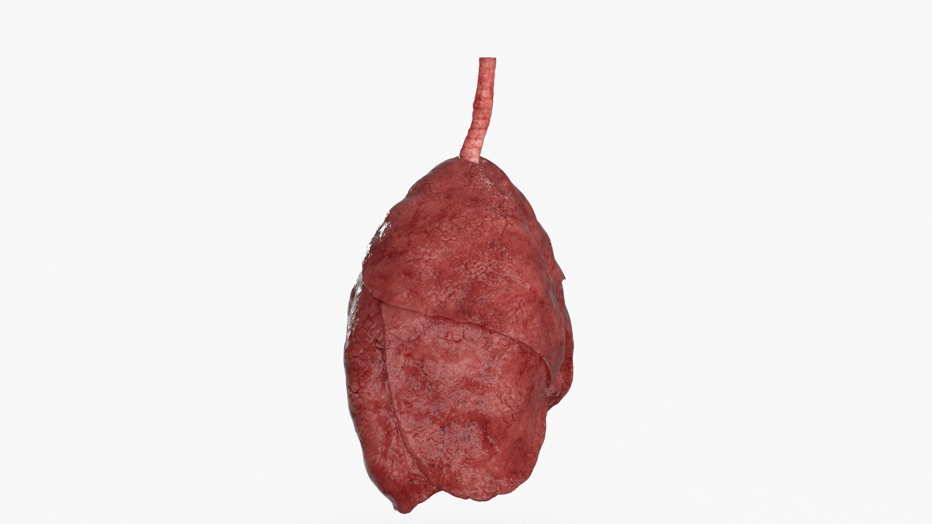 trachealunglungsalveolibronchusbronchiscanscannedctscanctanatomyanatomicalmedicalhumanrespiratoryrealrealisticcovid19chestcorona 3D model https://p.turbosquid.com/ts-thumb/Jo/TiT93h/EQ/respiratory_system_0006/jpg/1675348976/1920x1080/fit_q87/4c13737097ca2c33ebbde269e2c5c70c8e9183ec/respiratory_system_0006.jpg
