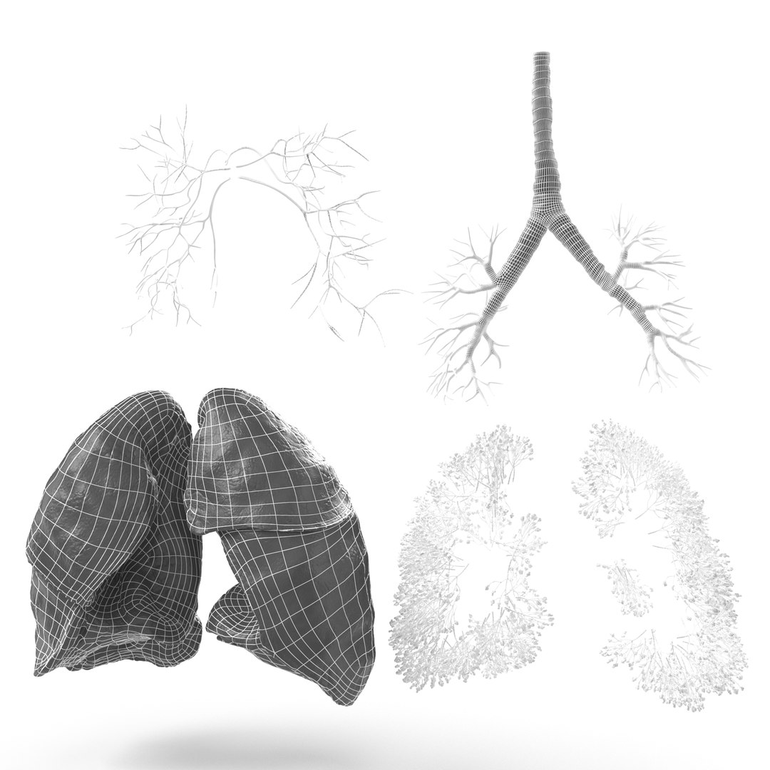 trachealunglungsalveolibronchusbronchiscanscannedctscanctanatomyanatomicalmedicalhumanrespiratoryrealrealisticcovid19chestcorona 3D model https://p.turbosquid.com/ts-thumb/Jo/TiT93h/H2/respiratory_system_0037/jpg/1675348985/1920x1080/fit_q87/98c19e6dabff14ce9895831c8f1454893a5fdcb1/respiratory_system_0037.jpg