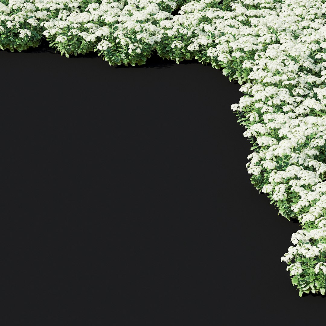 Sedum spectabile Stardust 3D model https://p.turbosquid.com/ts-thumb/Jo/WstGvO/0N/sedum_spectabile_stardust_view_02_1920/jpg/1654768736/1920x1080/fit_q87/182b5b2ad2c5500f89f8a5406f32c110320947da/sedum_spectabile_stardust_view_02_1920.jpg