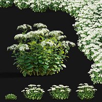 Sedum spectabile Stardust