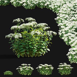 Sedum spectabile Stardust