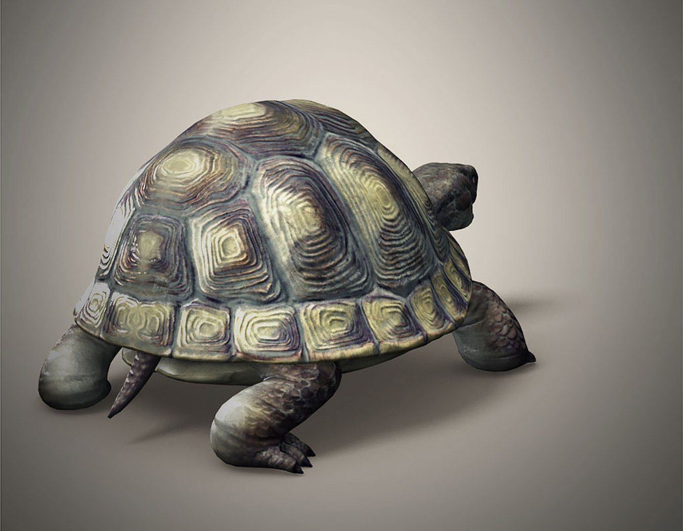 Tortoise 3D - TurboSquid 1236108